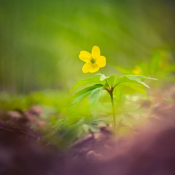 Piękne Żółte Kwiaty Anemonu Kwitnące Leśnej Ziemi Płytka Głębokość Pola — Zdjęcie stockowe