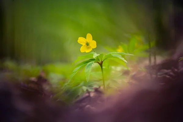 Hermosas Flores Amarillas Anémonas Que Florecen Suelo Forestal Profundidad Campo —  Fotos de Stock