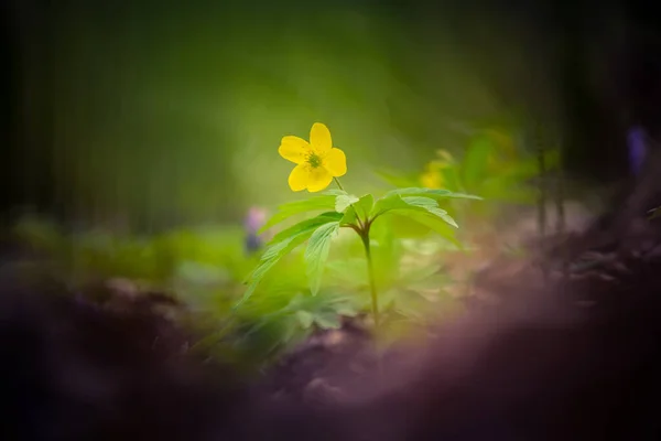 Bellissimi Fiori Anemone Giallo Che Sbocciano Terreno Forestale Profondità Campo — Foto Stock