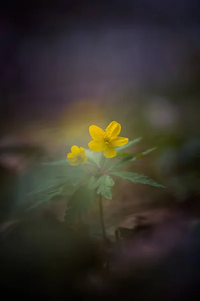 Цветки Желтой Анемоны Цветущие Лесной Почве Мелкая Глубина Резкости Широкое — стоковое фото