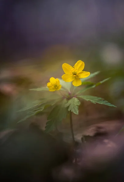 Beautiful Yellow Anemone Flowers Blooming Forest Ground Shallow Depth Field — Stock Photo, Image