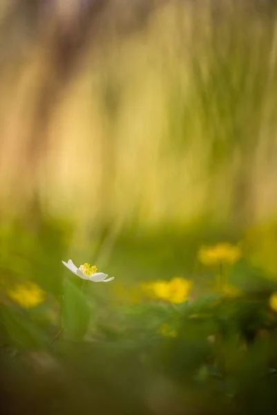 Schöne Gelbe Anemonenblüten Blühen Auf Einem Waldboden Flache Schärfentiefe Weiter — Stockfoto