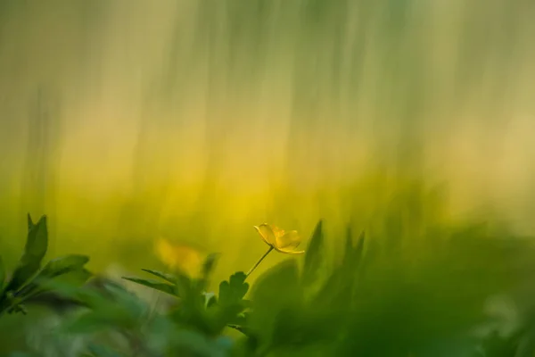 Hermosas Flores Amarillas Anémonas Que Florecen Suelo Forestal Profundidad Campo —  Fotos de Stock