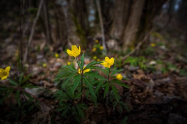 Baharda orman zemininde açan güzel sarı şakayık çiçekleri. Kuzey Avrupa 'daki doğal habitatta Anemone ranunculoides.