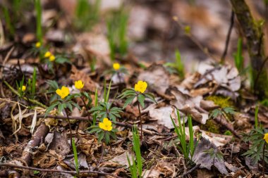 Baharda orman zemininde açan güzel sarı şakayık çiçekleri. Kuzey Avrupa 'daki doğal habitatta Anemone ranunculoides.