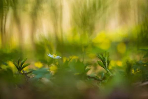 Hermosas Flores Anémona Amarilla Floreciendo Suelo Forestal Primavera Anemone Ranunculoides — Foto de Stock