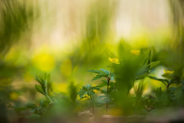 Hermosas Flores Anémona Amarilla Floreciendo Suelo Forestal Primavera Anemone Ranunculoides — Foto de Stock