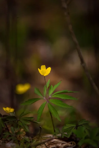 Весной Лесной Земле Цветут Красивые Желтые Анемоны Аномальные Аномалии Естественной — стоковое фото
