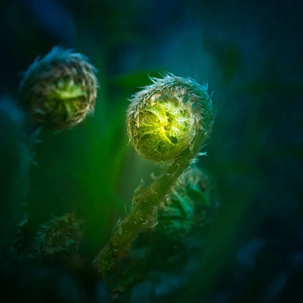 Hermosos Brotes Helechos Frescos Los Bosques Primavera Cierre Planta Helecho —  Fotos de Stock