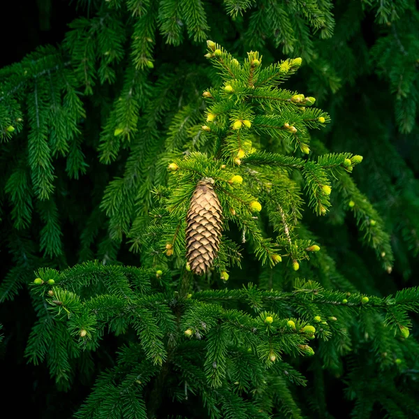 Een Prachtige Naaldboom Het Voorjaar Spikes Takken Van Sparren Natuurlijke — Stockfoto