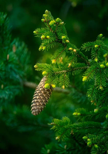 Piękne Drzewo Iglaste Wiosnę Kolce Gałęzie Świerku Naturalne Krajobrazy Północnej — Zdjęcie stockowe