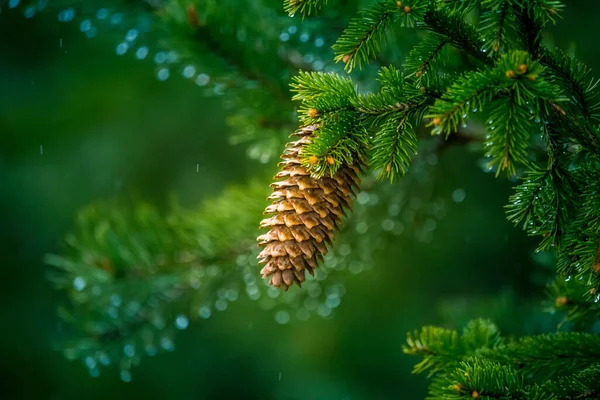 Piękne Drzewo Iglaste Wiosnę Kolce Gałęzie Świerku Naturalne Krajobrazy Północnej — Zdjęcie stockowe