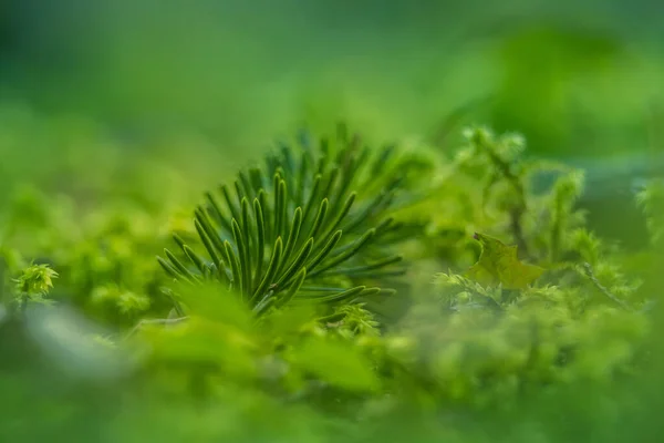 Ett Vackert Vårlandskap Med Skog Norra Europa Naturligt Ljus — Stockfoto