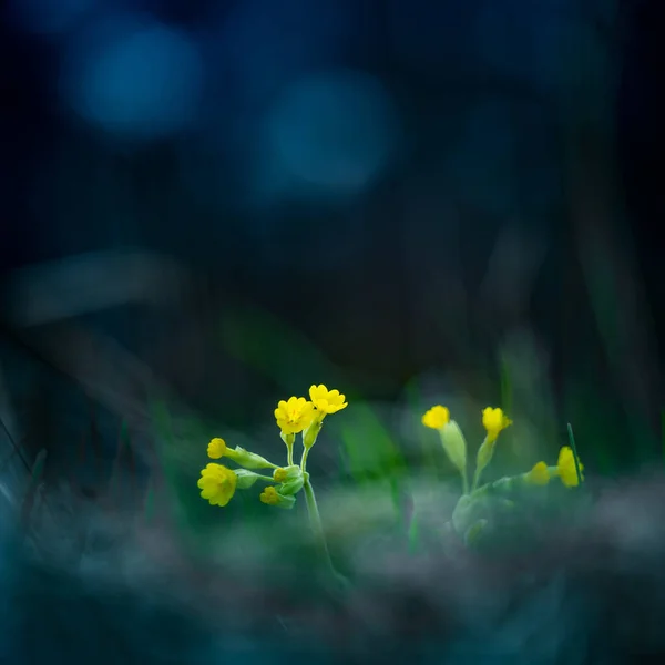 美丽的黄色报春花盛开在草地上 北欧自然栖息地常见的牛仔溜溜 香甜可口的香草茶配料 — 图库照片