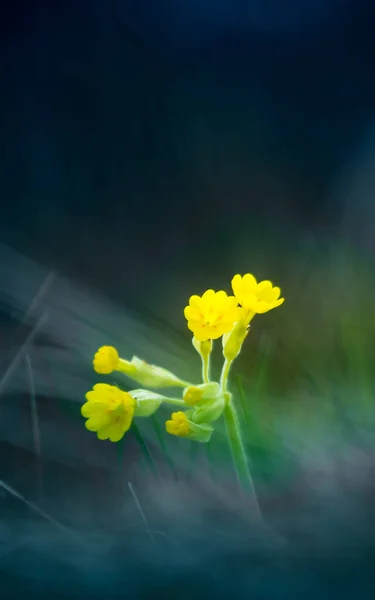 Hermosa Primula Veris Amarilla Floreciendo Hierba Primavera Deslizamiento Común Hábitat — Foto de Stock