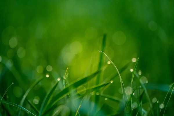 Весной Мокрая Трава Сельский Пейзаж Зеленого Поля Капли Воды Шипах — стоковое фото