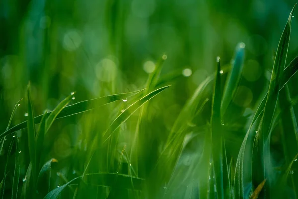 Mokrá Tráva Jaře Venkovská Scenérie Zeleného Pole Kapky Vody Travnatých — Stock fotografie