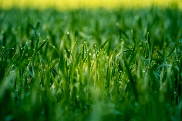 Grama Molhada Primavera Cenário Rural Campo Verde Gotas Água Nos — Fotografia de Stock