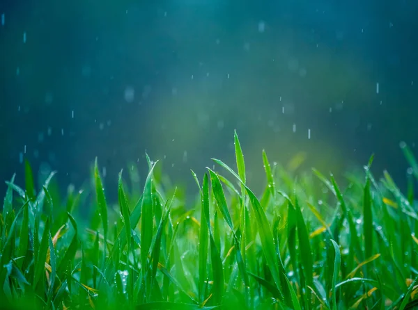 Baharda çimenler ıslanır. Yeşil bir arazinin kırsal manzarası. Çim çivilerindeki su damlacıkları. Baharda çimenlerin yakınına..