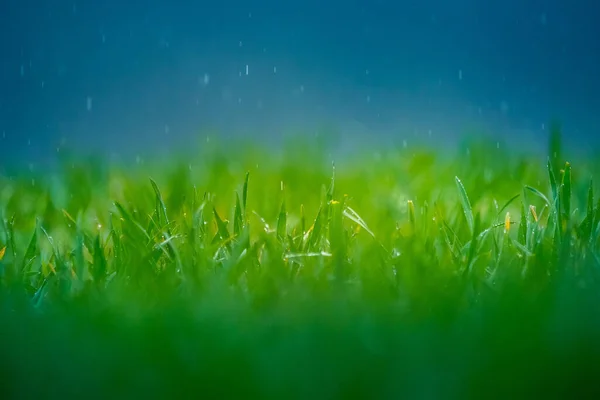 春に湿った草 緑のフィールドの農村風景 草のスパイクに水滴 春の草の閉鎖 — ストック写真