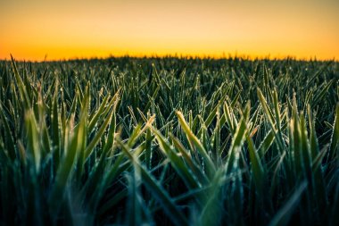 Baharda çimenler ıslanır. Yeşil bir arazinin kırsal manzarası. Çim çivilerindeki su damlacıkları. Baharda çimenlerin yakınına..
