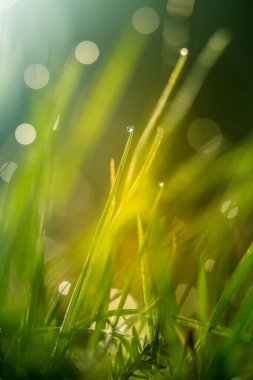 Baharda çimenler ıslanır. Yeşil bir arazinin kırsal manzarası. Çim çivilerindeki su damlacıkları. Baharda çimenlerin yakınına..