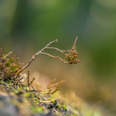 Bahar mevsiminde orman zemininde yetişen güzel bir funda. Kuzey Avrupa 'nın doğal bir orman manzarası..