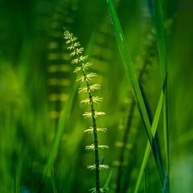 İlkbaharda orman zemininde büyüyen güzel at kuyrukları. Kuzey Avrupa 'nın ormanlık alanlarındaki Equisetum bitkileri.