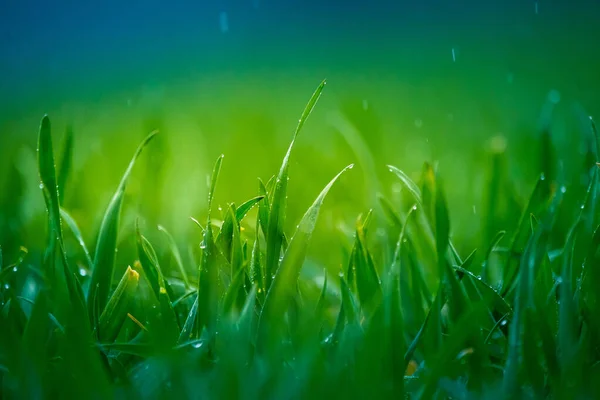 Natte Gras Het Voorjaar Landelijk Landschap Van Een Groen Veld — Stockfoto