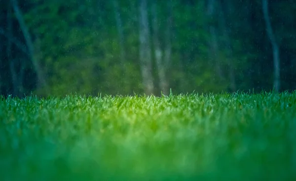 Mokrá Tráva Jaře Venkovská Scenérie Zeleného Pole Kapky Vody Travnatých — Stock fotografie