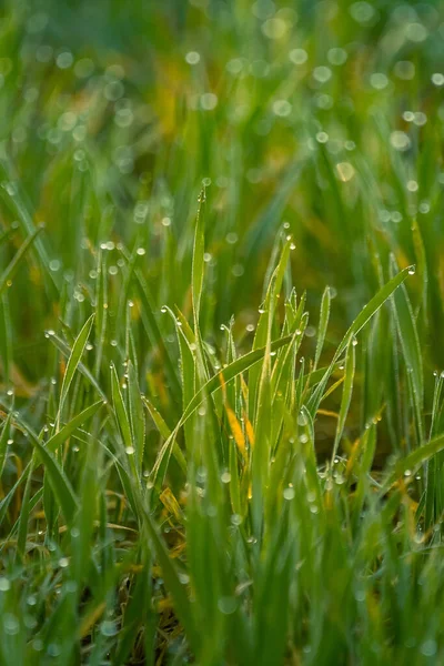 Grama Molhada Primavera Cenário Rural Campo Verde Gotas Água Nos — Fotografia de Stock