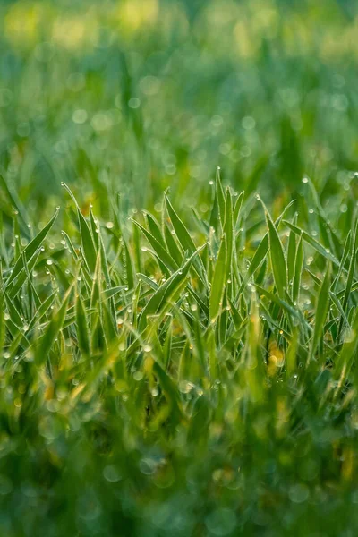 Grama Molhada Primavera Cenário Rural Campo Verde Gotas Água Nos — Fotografia de Stock