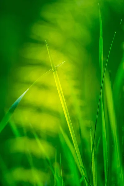 Krásné Mladé Horesetail Rostoucí Lesní Půdě Jaře Equisetum Plants Woodlands — Stock fotografie