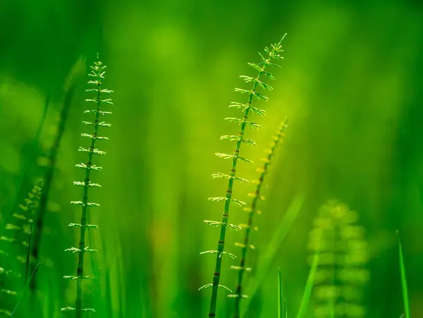 Prachtige Jonge Paardestaartjes Die Het Voorjaar Bosbodem Groeien Equisetum Planten — Stockfoto