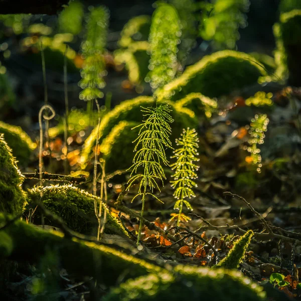 春になると森の床に美しい若い家並みが生えてきます 北ヨーロッパの森林における等価植物 — ストック写真