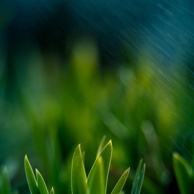 Bahar bahçesinde güzel yeşil bir filizlenme. Islak, güneşli mevsim. Topraktan yeşil yapraklar çıkıyor.