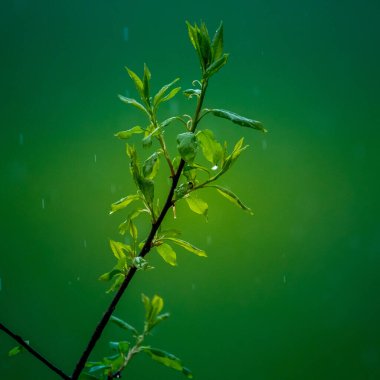 Dallarda güzel, taze, yeşil bahar yaprakları. Kuzey Avrupa 'da baharda ağaçların doğal manzarası.
