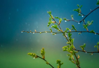 Dallarda güzel, taze, yeşil bahar yaprakları. Kuzey Avrupa 'da baharda ağaçların doğal manzarası.