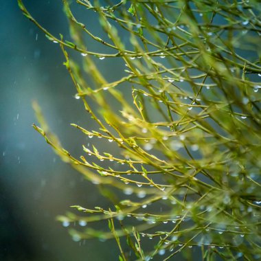 Dallarda güzel, taze, yeşil bahar yaprakları. Kuzey Avrupa 'da baharda ağaçların doğal manzarası.