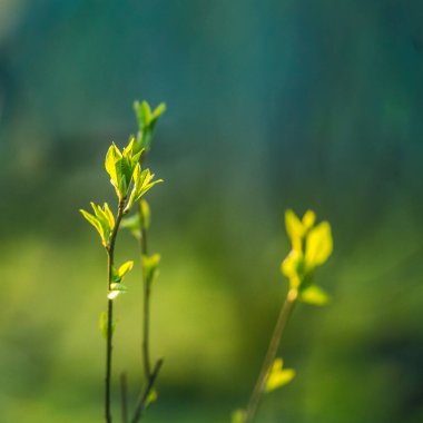 Baharda kiraz ağacının güzel, taze yaprakları. Sığ bir alan derinliği olan doğal manzara. Kuzey Avrupa 'da bahar yaprakları.