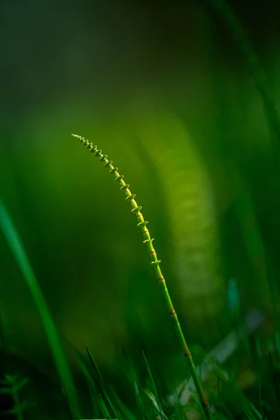 Beautiful Young Horesetails Growing Forest Floor Spring Equisetum Plants Woodlands — Stock Photo, Image