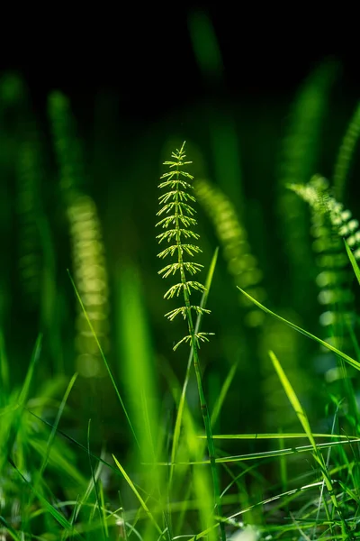 Krásné Mladé Horesetail Rostoucí Lesní Půdě Jaře Equisetum Plants Woodlands — Stock fotografie