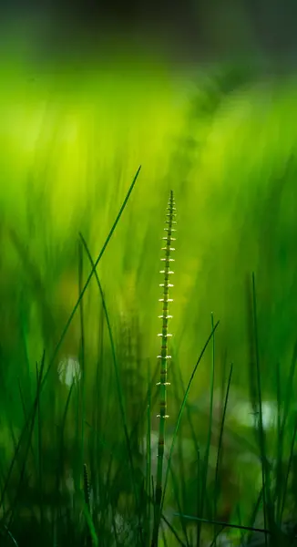 Krásné Mladé Horesetail Rostoucí Lesní Půdě Jaře Equisetum Plants Woodlands — Stock fotografie