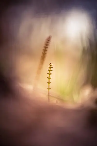 Beaux Jeunes Hirondelles Poussant Sur Sol Forestier Printemps Equisetum Plants — Photo