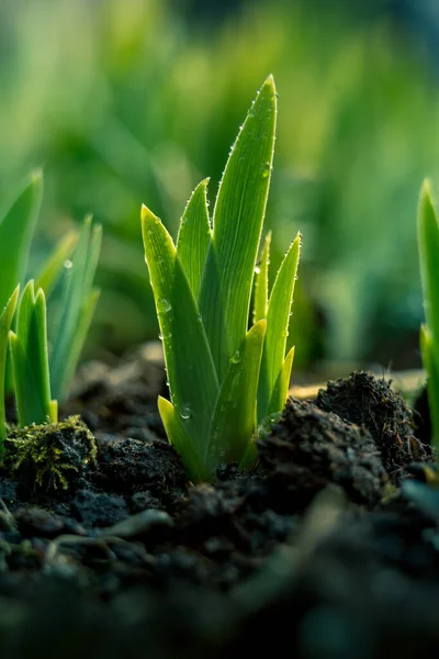 Гарні Зелені Паростки Весняному Саду Мокрий Сонячний Сезон Зелене Листя — стокове фото