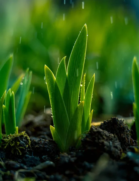 Een Mooie Groene Spruiten Lentetuin Nat Zonnig Seizoen Groene Bladeren — Stockfoto