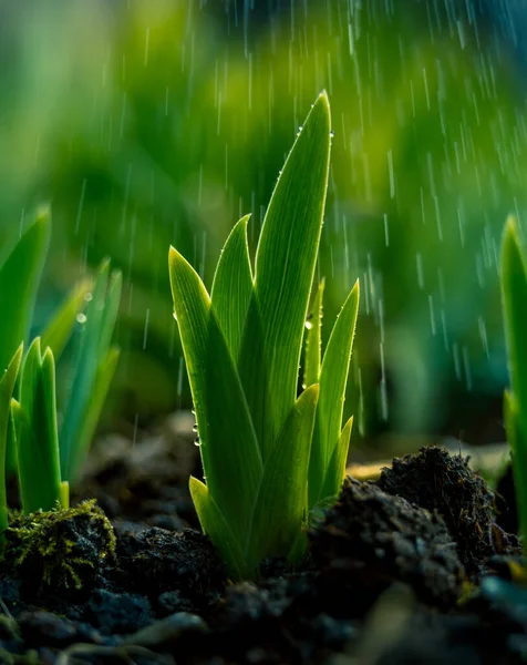 Een Mooie Groene Spruiten Lentetuin Nat Zonnig Seizoen Groene Bladeren — Stockfoto