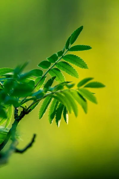 Schöne Frische Grüne Frühlingsblätter Den Zweigen Naturkulisse Der Bäume Frühling — Stockfoto