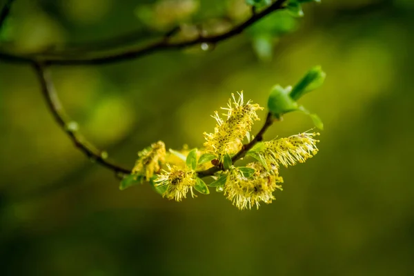 Belles Feuilles Printemps Fraîches Vertes Sur Les Branches Paysage Naturel — Photo