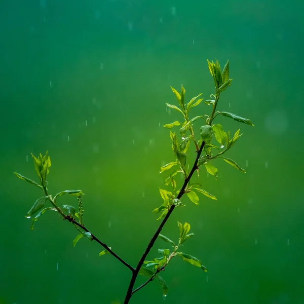 Mooie Frisse Groene Lentebladeren Takken Natuurlijke Omgeving Van Bomen Het — Stockfoto